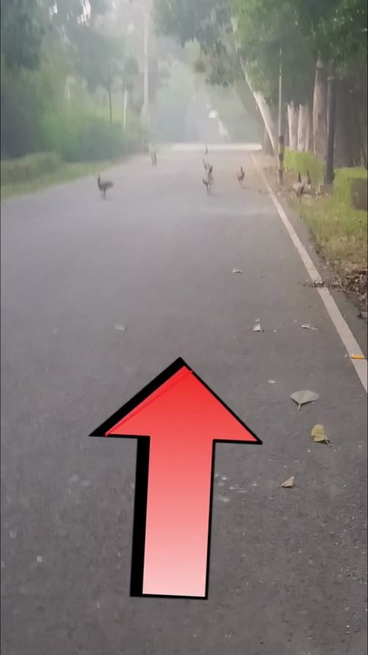 A flock of peacocks, the national bird // राष्ट्रीय पक्षी मोर का झुंड