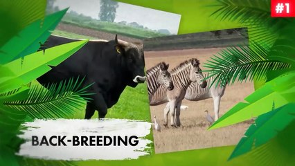 This ANIMAL is back after 13,000 Years _ The De-Extinction of Dire Wolf _ Dhruv Rathee