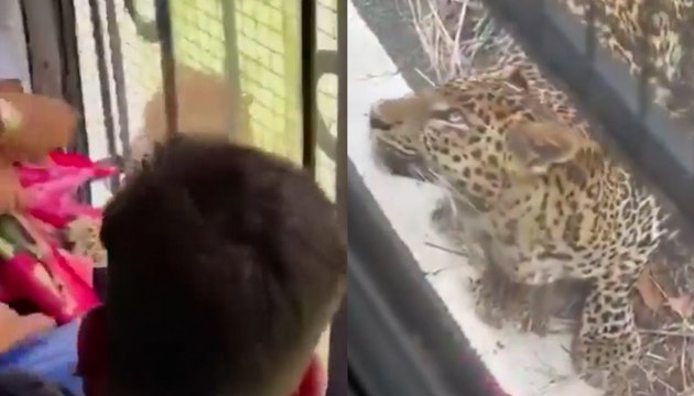 Leopard Attacks Woman During Jungle Safari at Bannerghatta Zoo | VIRAL