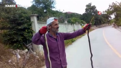 Yılanları elleriyle yakalayıp düğüm atan adam şoke etti: "Eziyet etme" diye bağırdılar