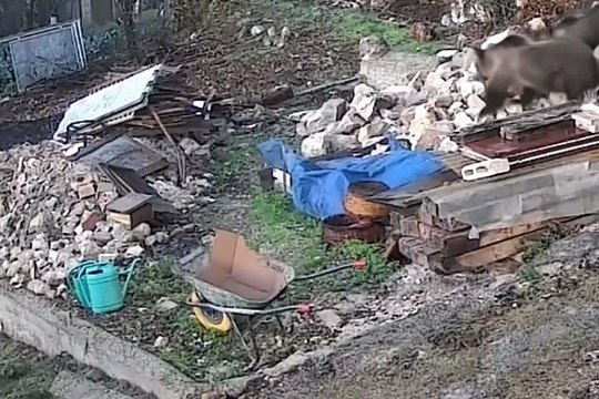 Image from field_mediaid