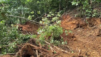 Tidying Up Plantation Roads Bulldozer D6R XL Proves Its Capability on the Road
