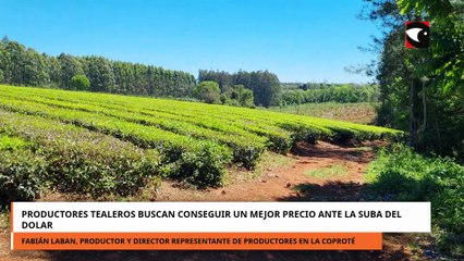 Productores tealeros buscan conseguir un mejor precio ante la suba del dólar