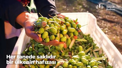 İzmir’de kaçırılmayacak etkinliğe geri sayım başladı: 2. Uluslararası Urla Zeytin ve Sanat Festivali başlıyor