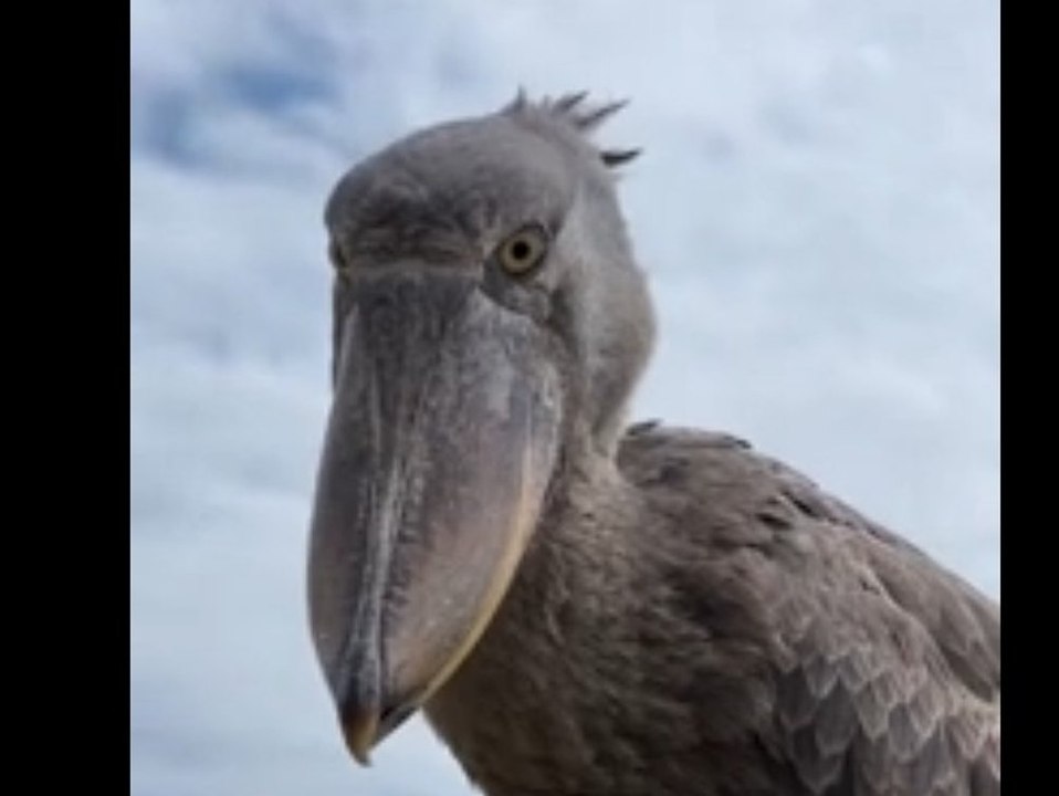 Riesiger dinoähnlicher vogel landet auf touristenboot