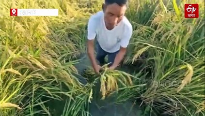 ৰে'ল বিভাগৰ হঠকাৰী কাৰ্য: পকিবলৈ ধৰা ধাননি পথাৰত এৰিলে পানী