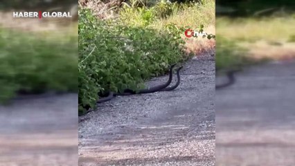 Malatya'da, yılanların çiftleşme dansı ilgi odağı oldu