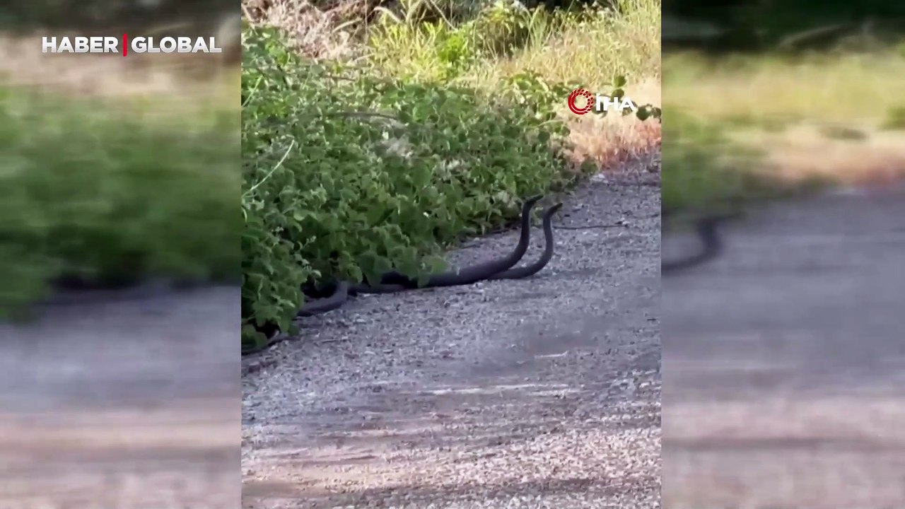 Malatya'da, yılanların çiftleşme dansı ilgi oda...