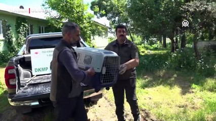 Yaylada bitkin halde bulunan 4 kurt yavrusu koruma altına alındı