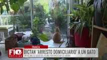 ¡Un gato multado por travieso! Rémi, el minino que desafía la ley en Francia (Video)