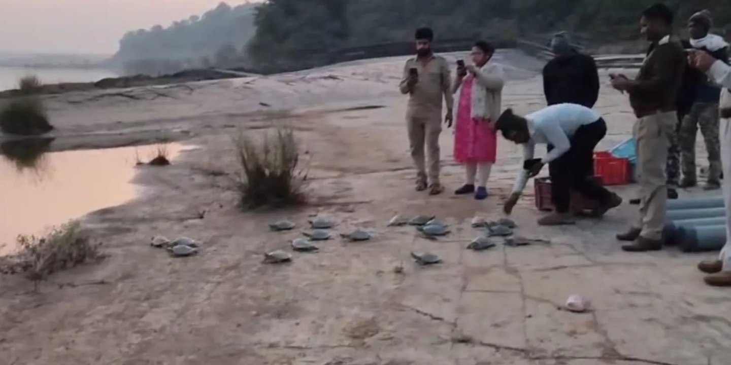 सोन घडिय़ाल अभयारण्य में नई उम्मीद: 25 नर घडिय़...