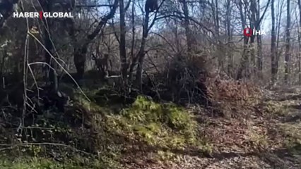 Kangallardan korkan ayı ağaca tırmandı