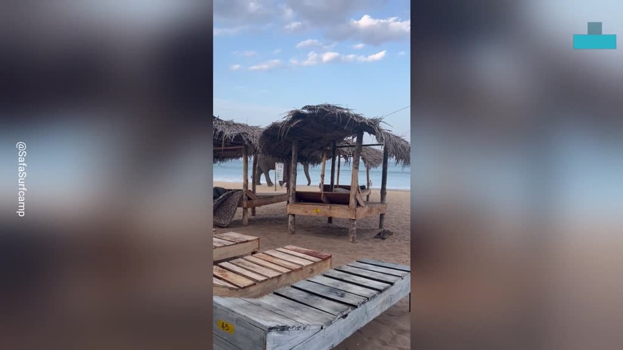 Elephant Strolls Along Beach Leaving Tourists S...