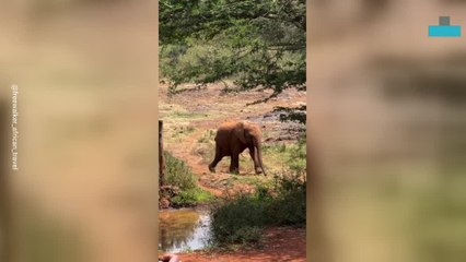 Adorable Moment Baby Elephants Run for Their Milk Bottles