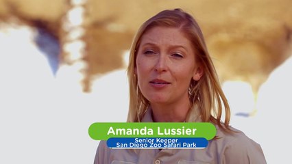 Thirst? Never Heard of It — These Animals Don’t Need Water to Survive!