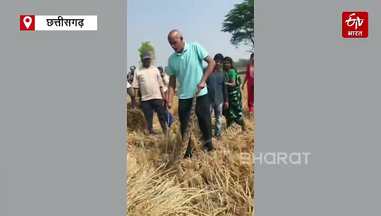 धान तिहार से पहले खेत में निकला अजगर, किसानों में मची अफरा तफरी, सर्प मित्र ने संभाला मोर्चा