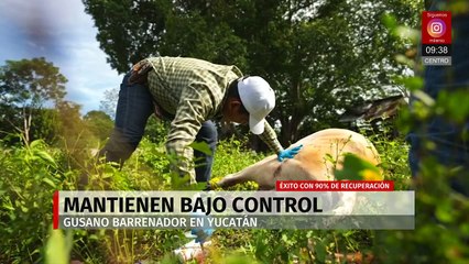 Yucatán controla plaga de gusano barrenador sin sacrificar animales