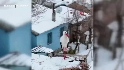 Erzincan’ın göç etmeyen leylekleri kara yakalandı