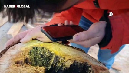 Kastamonu'da ağaç içinde tesadüfen bulundu, ekipleri harekete geçirdi!