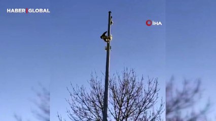 Elazığ'da Allah diyen kargayı duyanlar şoke oldu: "Zikrettiğini duydum"