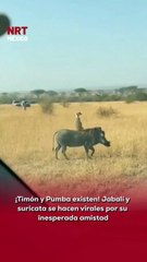 🦁 Captan a un jabalí y una suricata viviendo su propio “Hakuna Matata” en la naturaleza. La química entre ambos animales enamoró a miles.