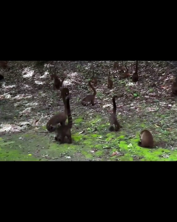 Jaguar grabs a coatimundi right at the feet of a tourist  At Tikal, Guatemala  🔥