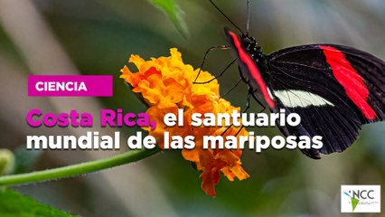 Costa Rica, el santuario mundial de las mariposas