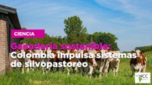 Ganadería sostenible: Colombia impulsa sistemas de silvopastoreo
