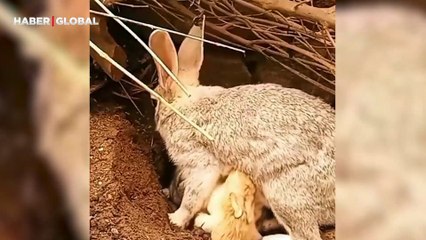 Yavrularını diri diri toprağa gömen tavşanın niyeti sonradan anlaşıldı