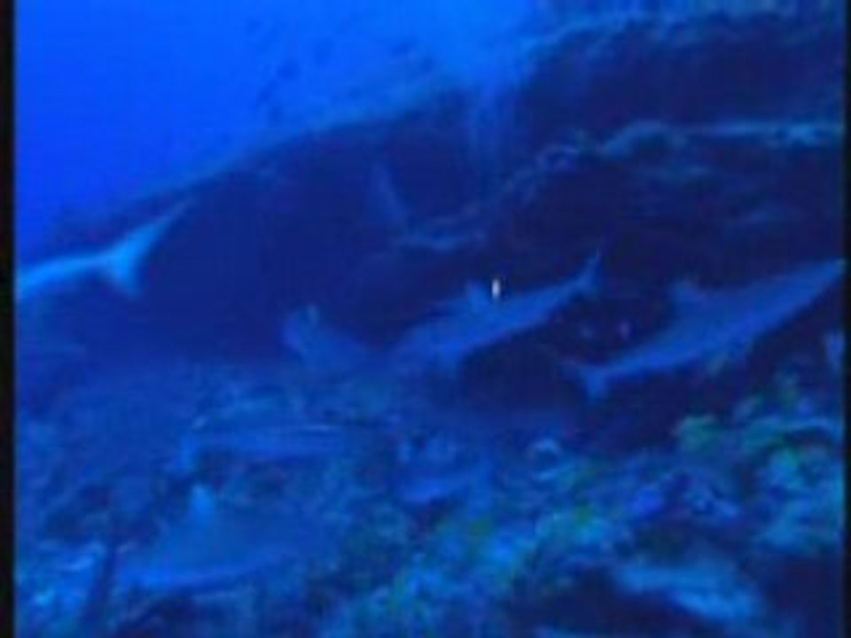 Humour - Requins et ondes de choc