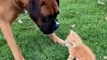 Fabiosa Kindness in Action - 113M views · 1.9M reactions ｜ Who’s the boss here？ The dog started barking at a tiny kitten — feeling brave. Then mama cat rushed in like a furry superhero! One hiss