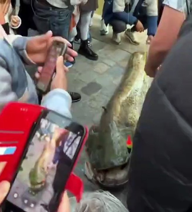 Un poisson de 1,97 m a été pêché dans le canal de l’Ourcq, à Paris.