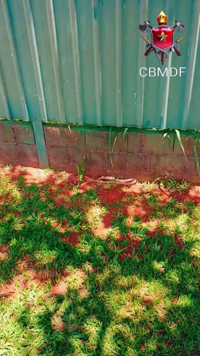 Serpente é capturada em quintal de casa no Park Way