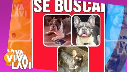 José Manuel Figueroa pide ayuda para encontrar a sus tres perritos