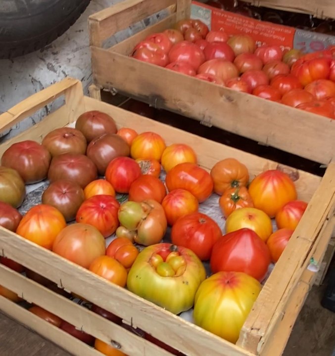 Des tomates et pastèques mi-novembre dans le Poitou, en raison de la douceur