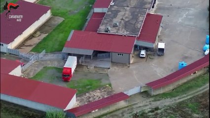 Macellazione clandestina di cavalli, un arresto e 5 denunce nel Crotonese