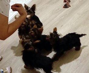 Yorkshires - c'est bien le "assis"!