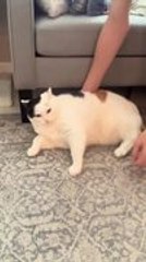 Cat Pushes Away Grabbing Hand