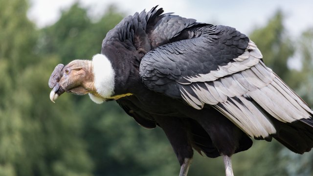 Nace Ámbar, el tercer cóndor andino del programa de conservación de la Fundación Jaime Duque