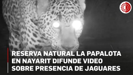 Reserva natural La Papalota en Nayarit difunde video sobre presencia de jaguares