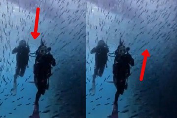 Video shows an impressive school of fish swimming among divers and leaves many in awe
