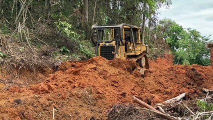 Quickly Clearing the Road with a D6R XL Bulldozer on the Plantation