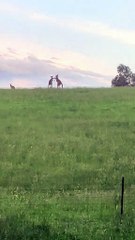 Kangaroos fighting