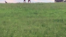 Kangaroos fighting