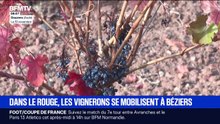 "Sur deux ans, j'ai perdu 70 à 80% de ma récolte": aléas climatiques, normes administratives... Des vignerons se mobilisent à Béziers
