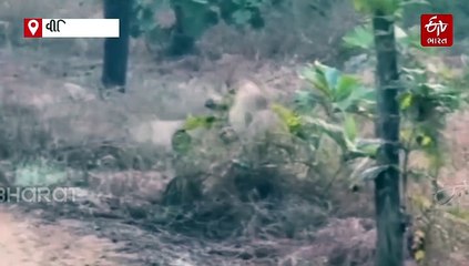 સિંહ પરિવારમાં માથાકૂટનો વધુ એક વીડિયો વાયરલ, સિંહે લડાઈ કરનાર સિંહને દૂર ખદેડ્યો