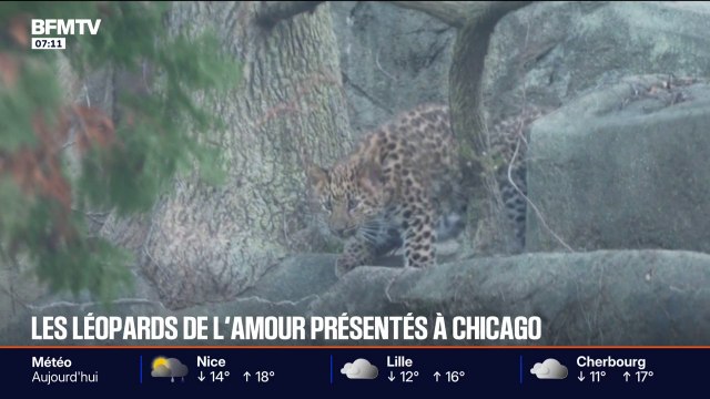 Les images de la première sortie officielle des deux petits léopards nés cet été au zoo de Chicago