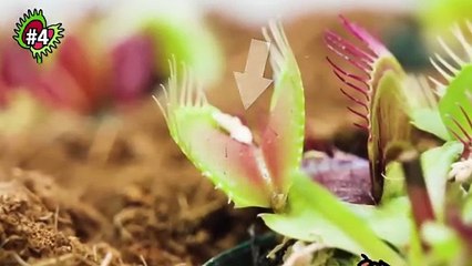 1000 hormigas vs viuda negra