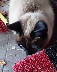 Good Morning! My friend is already here! :) #cat #funnycats #viralcats #shorts