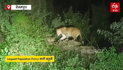 ਉਤਰਾਖੰਡ 'ਚ ਤੇਂਦੁਏ ਦੀ ਵੱਧ ਰਹੀ ਆਬਾਦੀ ਬਣੀ ਵੱਡੀ ਚਿੰਤਾ! ਜ਼ਰੂਰੀ ਹੈ ਤੇਂਦੁਏ ਦੀ ਆਬਾਦੀ ਨੀਤੀ: ਮਾਹਰਾਂ ਦੀ ਜਾਣੋ ਰਾਏ